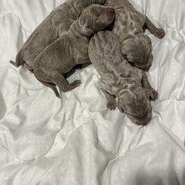 Male 2 green collar - Silver gray male Weimaraner puppy in Payson, Arizona from Desert skyes weims
