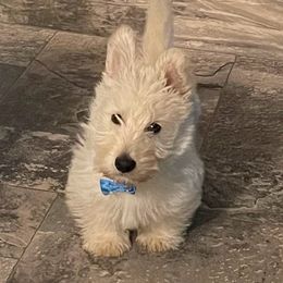 Scottish Terrier Puppies from Pilot Mtn Scottie’s