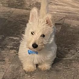 Scottish Terrier Puppies from Pilot Mtn Scottie’s