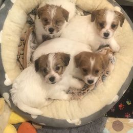 Russell Terrier Puppies from Awesome Pups