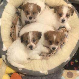 Russell Terrier Puppies from Awesome Pups