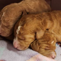 Boy 1 - Caramel red male Labradoodle puppy in Fostoria, Michigan from North Country Kennel Club