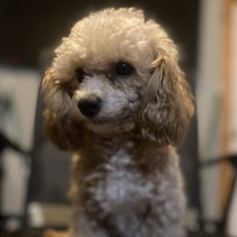 Athena - Poodle