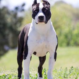 Panda - American Pit Bull Terrier