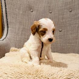 Brown Collar - Parti male Goldendoodle puppy in Miami, Florida from GoldStar Doodles USA