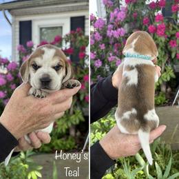 Girl 5 - female Beagle puppy in Brownsville, Oregon from Beagles on the Run