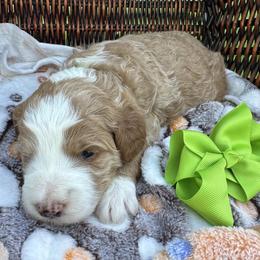 Lime Green - Red female Bernedoodle puppy in Cody, Wyoming from Yellowstone Breeders