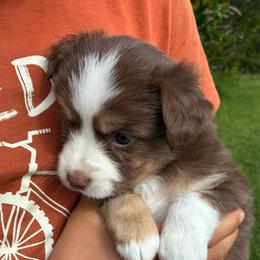 Romano - Red tri-color male Miniature American Shepherd puppy in Oak Hill, West Virginia from New River Gorgeous Puppies