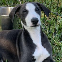 Napoleon - Black male Whippet puppy in Loxahatchee, Florida from Phoenix Whippets