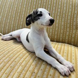 Elena - White and fawn brindle female Whippet puppy in Kingston, Tennessee from Smithfield Park