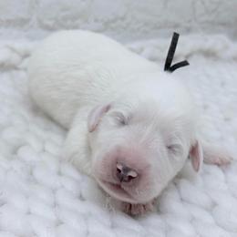 Roy - black collar - White male Great Pyrenees puppy in San Marcos, California from Faith Family Freedom Farm