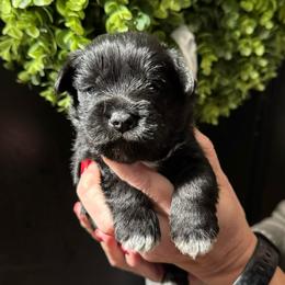 Green Boy - Black male Miniature Schnauzer puppy in Oneonta, Alabama from Murphree Valley Kennels