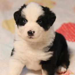 Midnight - Black tri-color female Australian Shepherd puppy in Noxon, Montana from MITIN Aussies AKC Standard Australian Shepherds