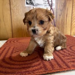 Girl 1 - Tan female Yorkshire Terrier puppy in Bear Creek, North Carolina from Yorkie Time