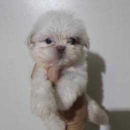 Baby boo - White female Shih Tzu puppy in Azusa, Arizona from RJ Shih Tzu lover