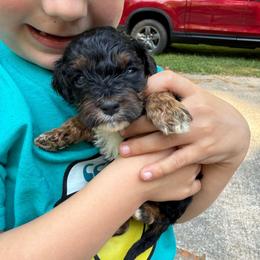 Merlot - Black white and tan male Cockapoo puppy in Williamston, South Carolina from Sassy Bob’s Dogs