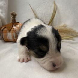 Girl 8 Black Tri - Black and white female American Corgi puppy in Scottown, Ohio from Wyndy Ridge Corgis