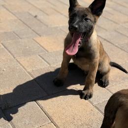 Belgian Malinois Puppies from Artaks Home Malinois