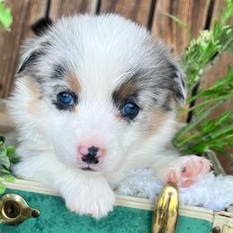 Dopey - Blue merle and white female American Corgi puppy in Tome, New Mexico from Blue Diamond Welsh corgis