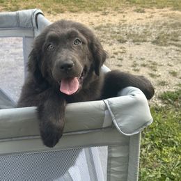 Maddie OFA - Gray female Newfoundland puppy in Falmouth, Michigan from Dyer Lake Newfoundland’s