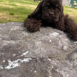 Coco (pink) - Brown and tan female Cocker Spaniel puppy in Glastonbury, Connecticut from Hillside kennels