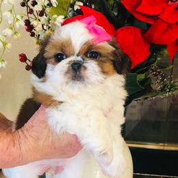 Lainey- Red and white - Red and white female Shih Tzu puppy in Manteca, California from Beauty's Shih Tzu (California)