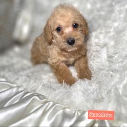 Snowflake - Cream female Poodle puppy in West Point, Mississippi from Golden Paws