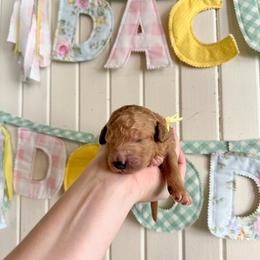 Lemonade - Apricot female Goldendoodle puppy in Montgomery, Texas from Dacus Doodles