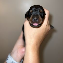 Doberman Pinscher Puppies from Ludic Kennels