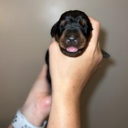Doberman Pinscher Puppies from Ludic Kennels