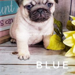 Pug Puppies from Companion Pups