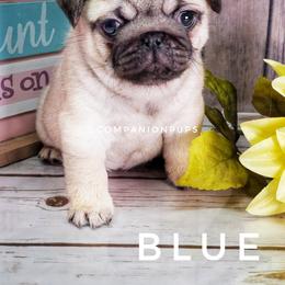 Pug Puppies from Companion Pups
