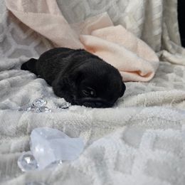 Dakota - Black male Pug puppy in Tuscola, Illinois from Dream on puppies