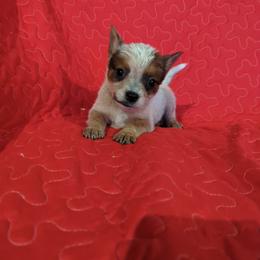 Firefly - Red speckled female Australian Cattle Dog puppy in Texarkana, Texas from Red Desert Australian Cattle Dogs