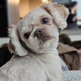 Biscuit - Shih Tzu