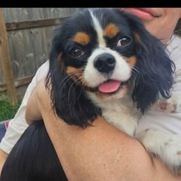 Rock - Cavalier King Charles Spaniel