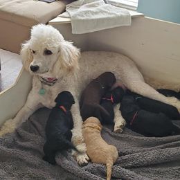 Goldendoodles from Cynthia's Goldendoodles