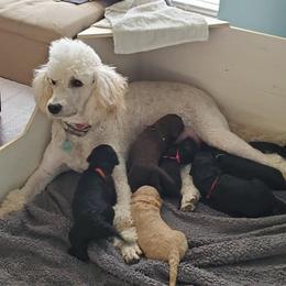 Goldendoodles from Cynthia's Goldendoodles