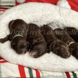 Australian Labradoodle, Cavapoo, and Goldendoodle Puppies from Deer Creek Labradoodles