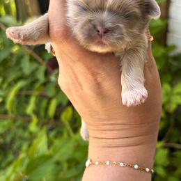 Nash - Lilac male Shih Tzu puppy in Trinity, North Carolina from Trinity Shih Tzu