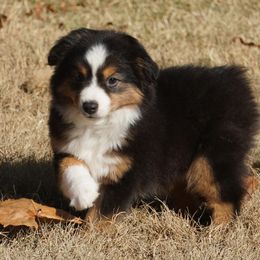 Black Tri Most Copper - Black tri female Miniature Australian Shepherd puppy in Lawton, Oklahoma from Lindsey’s Aussies