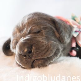 Miss Light Pink - Great Dane puppy from Indigo Blu Danes
