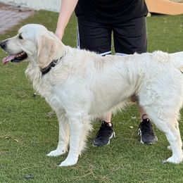 Sammy - Golden Retriever