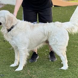 Sammy - Golden Retriever