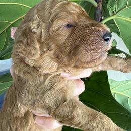 Girl 2 - female Goldendoodle puppy in Gilbert, Arizona from DogHouse Doodles
