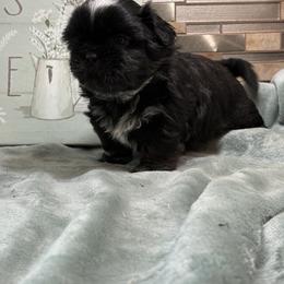 Red Robin - Black and white female Shih Tzu puppy in Zephyrhills, Florida from Tony's Shih Tzus