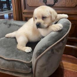 Yellow boy - Yellow male Labrador Retriever puppy in Maynardville, Tennessee from Three Bears Labradors