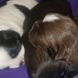 Shih Tzus from A Slice of Heaven's Shih Tzus