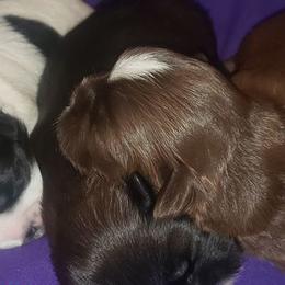 Shih Tzus from A Slice of Heaven's Shih Tzus