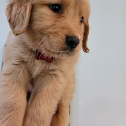Golden Retriever Puppies from Golden Coast Kennels